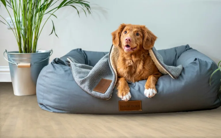 Pet-Friendly Paradigm: Discover the Best Flooring Options for Homes with Pets